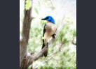 Scrub Jay     Laguna Meadows Tr     Big Bend NP