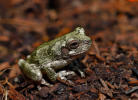Grey Tree Frog          ONATH, TX
