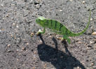 Chameleon          Kruger NP